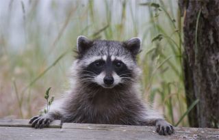 Coon
